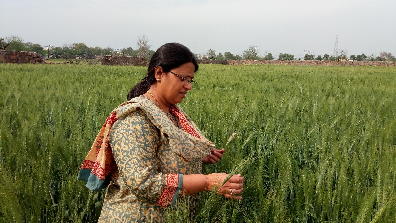 Fresh organic produce from Ehsaas Organic Farm